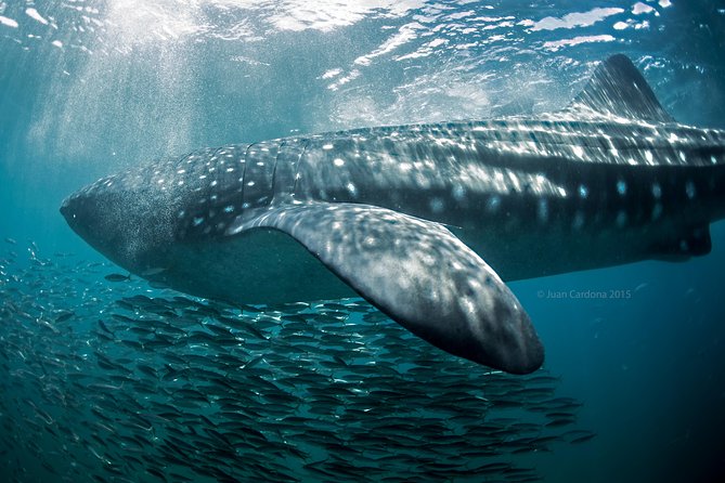 Whale Shark Swimming & Isla Mujeres Beach Visit - Mixed Reviews on Organization