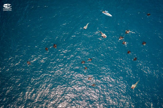 Whale Shark Swimming & Isla Mujeres Beach Visit - Common Questions
