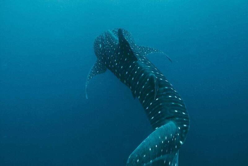 Whale Shark swimming ocean safari all included tour - Introduction