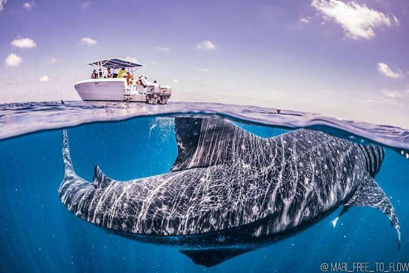 Whale Shark swimming ocean safari all included tour - Practical Details