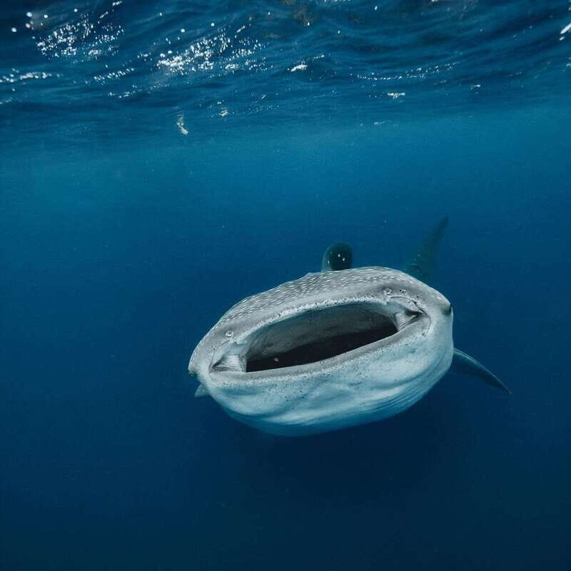 Whale Shark swimming ocean safari all included tour - Authentic Reviews: What Travelers Are Saying