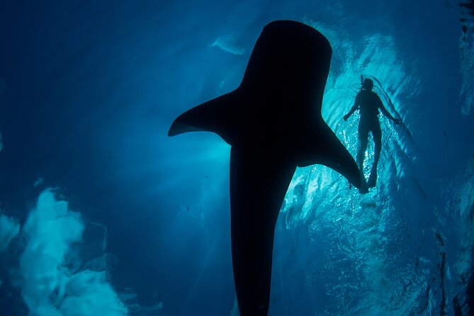 Whale Shark Swimming Seasonal Adventure From Tulum - Reviews