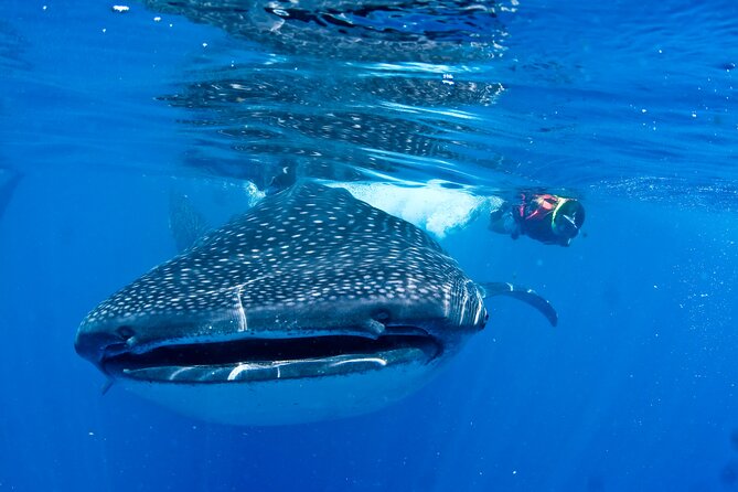 Whale Shark Swimming Seasonal Adventure From Tulum - Directions