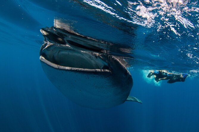 Whale Shark Swimming Seasonal Adventure From Tulum - The Sum Up