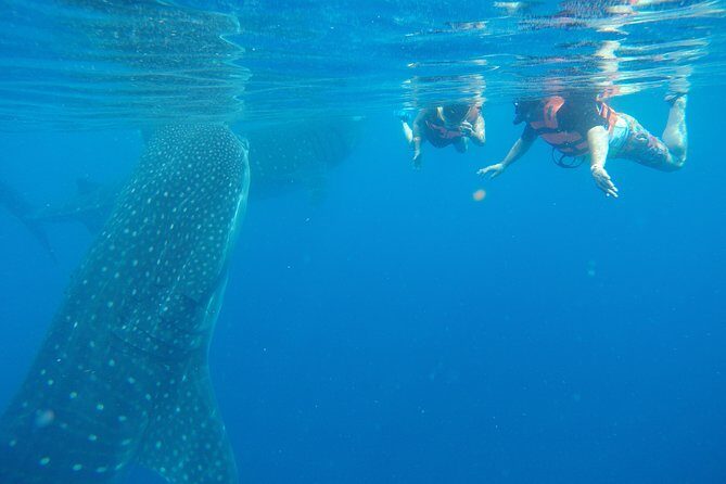 Whale Shark Tour from Cancun and Playa Del Carmen - Good To Know