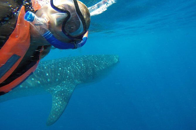 Whale Shark Tour from Cancun and Playa Del Carmen - The Whole Experience: What You Can Expect on the Tour