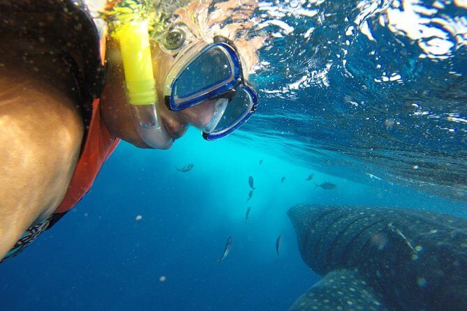 Whale Shark Tour from Cancun and Playa Del Carmen - The Sum Up