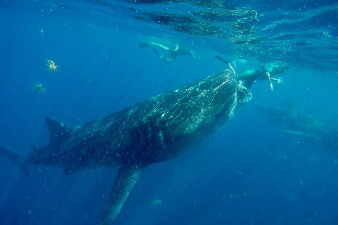 Whale Shark Tour from Cancun and Playa Del Carmen - FAQs
