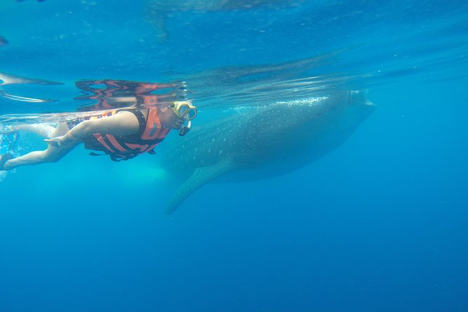 Whale Shark Tour From Cancun and Playa Del Carmen - Common Questions