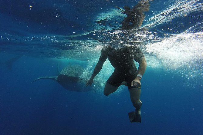 Whale Shark Tour From Cancun and Playa Del Carmen - The Sum Up