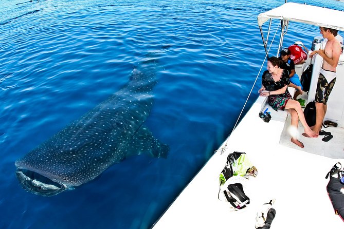 Whale Shark Tour From Cancun, Playa Del Carmen, Tulum and Riviera Maya - Lowest Price Guarantee