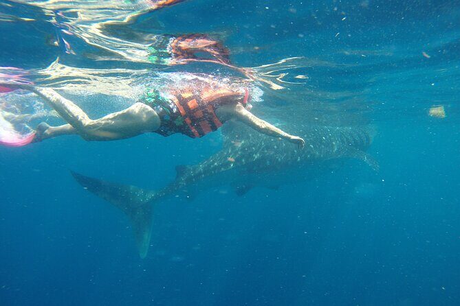 Whale Shark Tour Isla Mujeres - FAQ