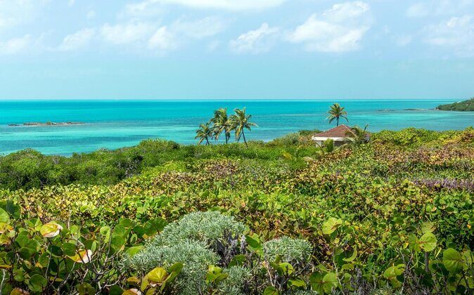 Whale Shark Watching and Snorkeling Experience on Contoy Island - Good To Know