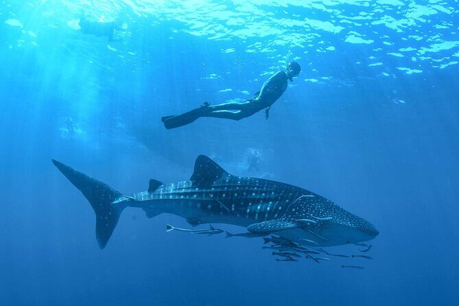 Whale Shark Watching and Snorkeling Experience on Contoy Island - An In-Depth Look at the Whale Shark Tour Experience
