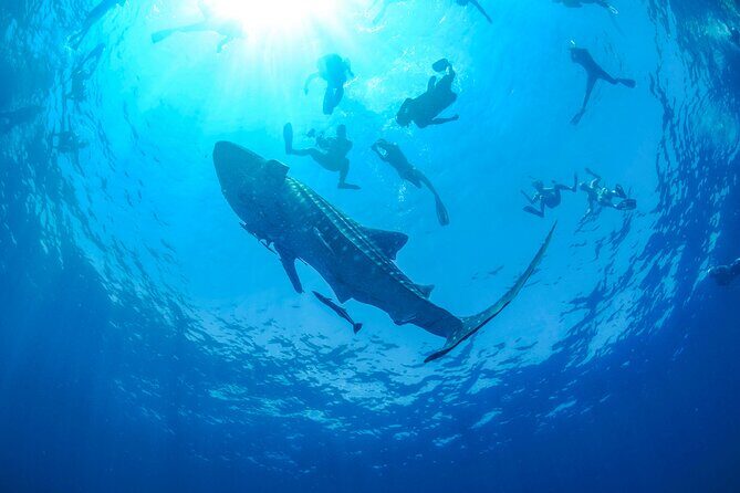 Whale Shark Watching and Snorkeling Experience on Contoy Island - Who Should Consider This Tour?