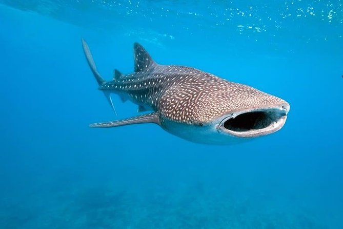 Whale Shark Watching With Sumilon Sandbar and Kawasan Falls Tour - Itinerary Highlights