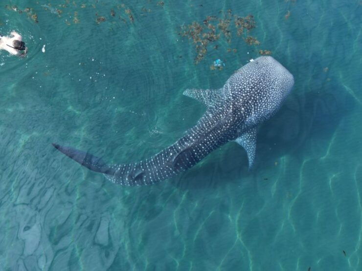 Whale Shark With a Marine Biologist. - Booking Information