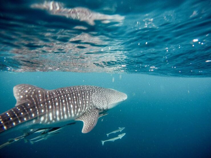 Whale Shark With a Marine Biologist. - Activity Details