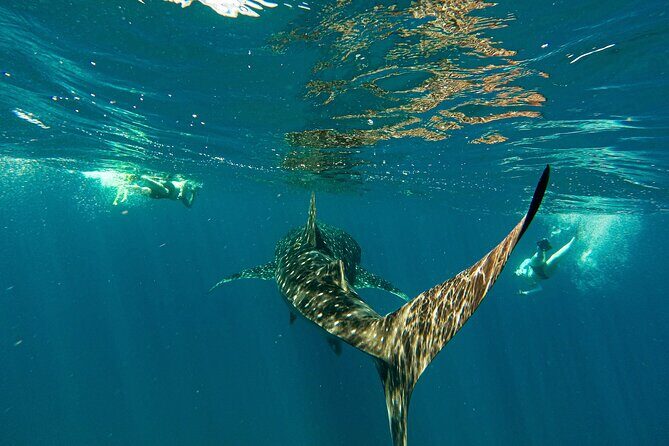 Whale Sharks and Sea Lions Snorkeling Picnic at Balandra Beach - Good To Know