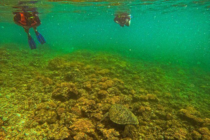 Whale Sharks and Sea Lions Snorkeling Picnic at Balandra Beach - A Deep Dive into the Experience