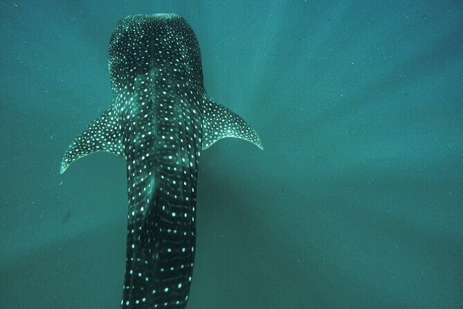 Whale Sharks and Sea Lions Snorkeling Picnic at Balandra Beach - Final Thoughts