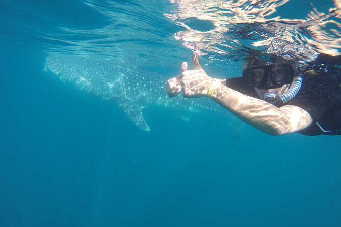 Whale sharks and sea lions snorkeling plus Balandra beach lunch - Frequently Asked Questions