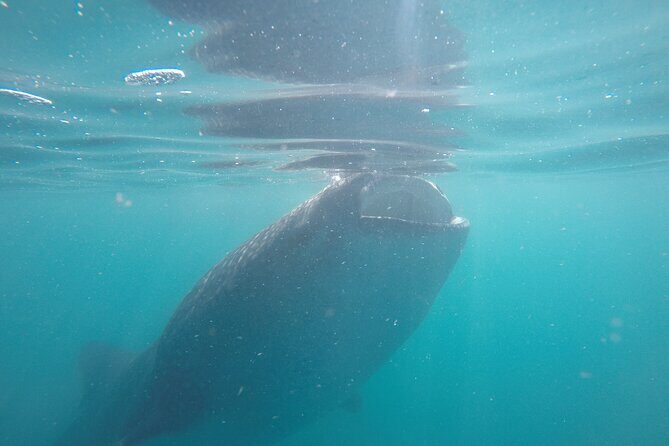 Whale sharks and sea lions snorkeling plus Balandra beach lunch - Final Thoughts