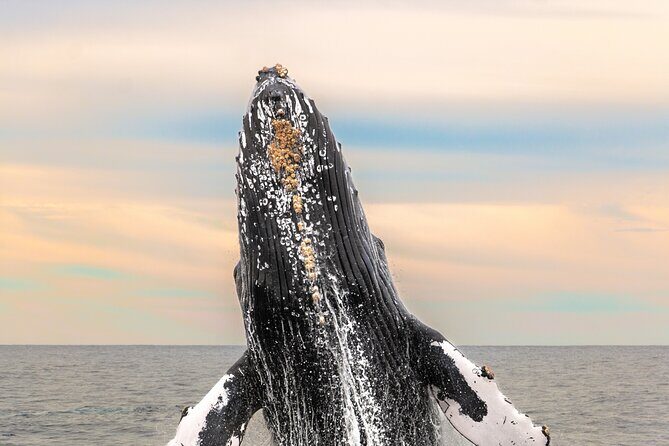 Whale Tour c/ Certified Guide, Photos & Hydrophone - Engaging with Nature in Cabo: A Close-Up Look at the Whale Tour with Certified Guide, Photos & Hydrophone