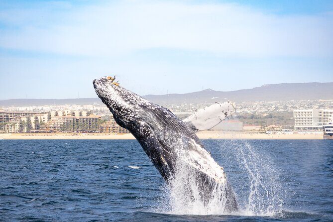 Whale Tour c/ Certified Guide, Photos & Hydrophone - Who Should Consider This Tour?