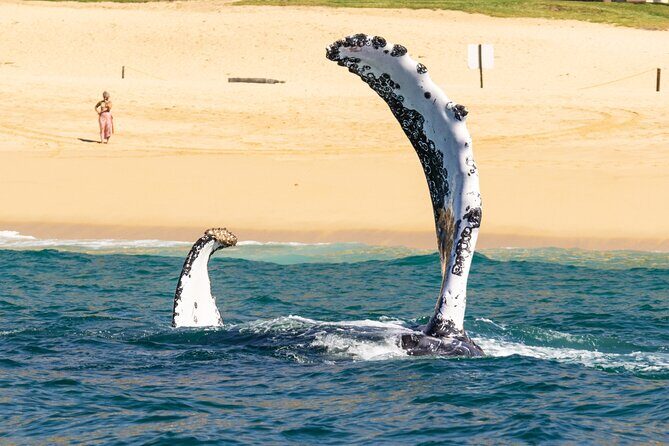 Whale Tour c/ Certified Guide, Photos & Hydrophone - Final Thoughts