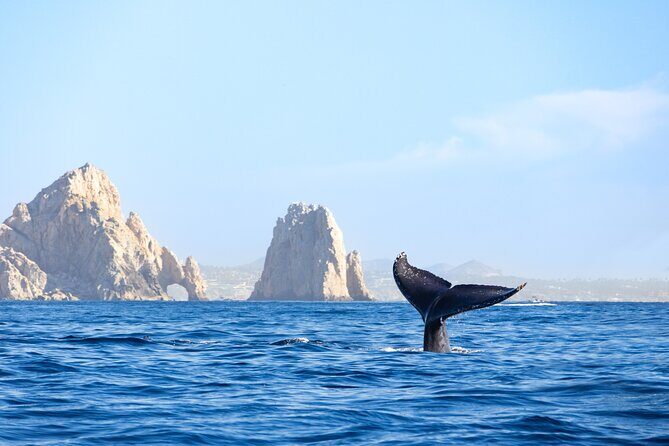 Whale Tour c/ Certified Guide, Photos & Hydrophone - Frequently Asked Questions