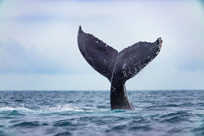 Whale Tour c/ Certified Guide, Photos & Hydrophone - Final Word