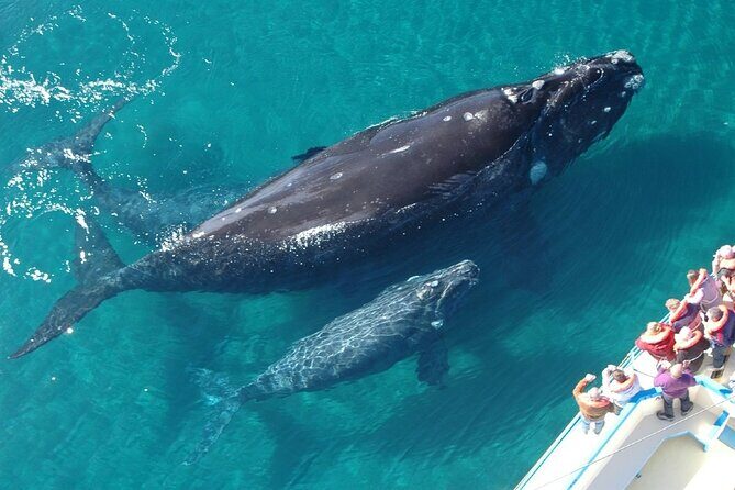 Whale Tour, Sail to Cabo San Lucas Arc + Food - Good To Know