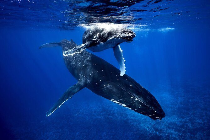 WHALE TOUR - Watching and Swimming with Whales - Good To Know