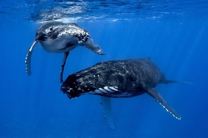 WHALE TOUR - Watching and Swimming with Whales - Detailed Overview of the Whale Tour Experience