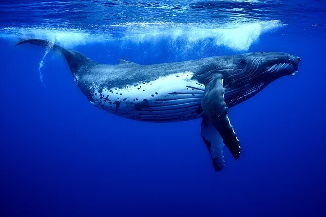 WHALE TOUR - Watching and Swimming with Whales - Final Thoughts