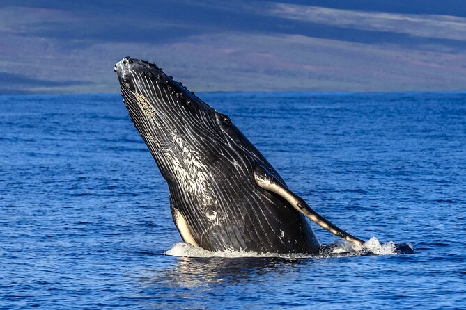 Whale Watch Adventure Aboard Mauis Only Luxury Super Raft - Meeting and Pickup Information
