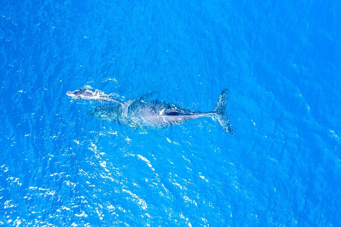 Whale Watch Adventure Aboard Mauis Only Luxury Super Raft - Additional Information and Cancellation Policy
