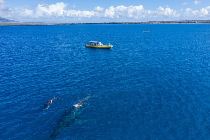 Whale Watch Adventure Aboard Mauis Only Luxury Super Raft - The Sum Up