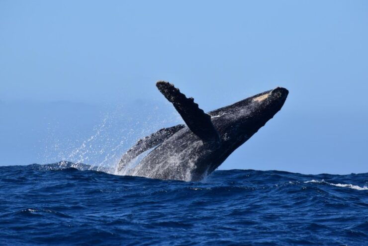 Whale Watch Cabo: Group Whale Watching Tour - FREE Photos - Booking and Flexibility