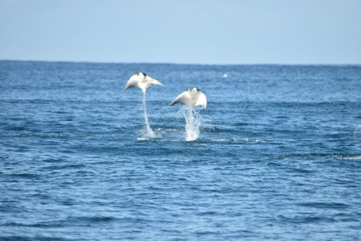 Whale Watch Cabo: Group Whale Watching Tour - FREE Photos - Tour Experience