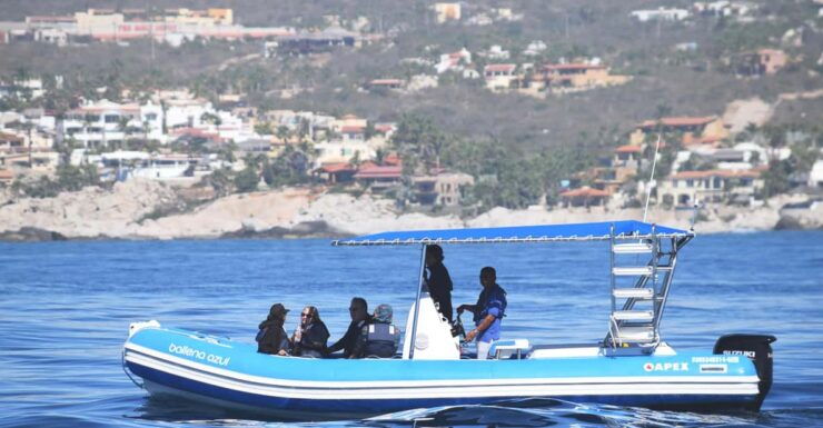 Whale Watch Cabo: Zodiac Whale Adventure - FREE Photos - Good To Know
