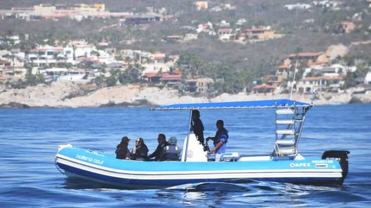 Whale Watch Cabo: Zodiac Whale Adventure - FREE Photos - Booking Information