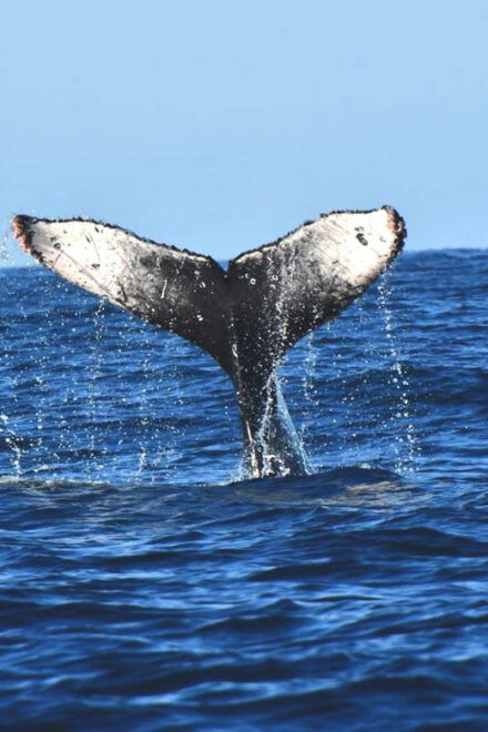 Whale Watch Cabo: Zodiac Whale Adventure - FREE Photos - Experience Highlights