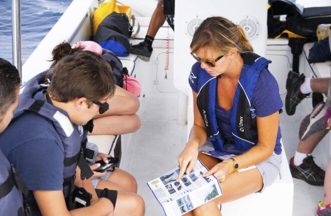 Whale Watch Cabo: Zodiac Whale Adventure - FREE Photos - Health and Safety Restrictions