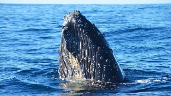 Whale Watch Cabo: Zodiac Whale Adventure - FREE Photos - Meeting Point
