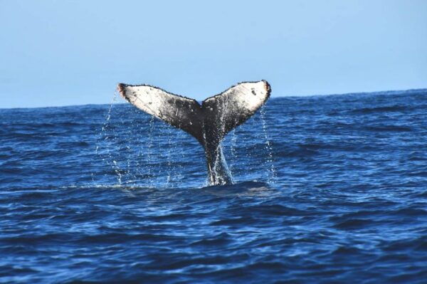 Whale Watch Cabo: Zodiac Whale Adventure - FREE Photos - Whale Sightings Guarantee