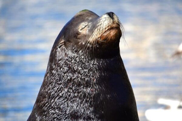 Whale Watch Cabo: Zodiac Whale Adventure - FREE Photos - Educational Focus