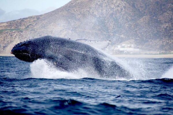 Whale Watch Cabo: Zodiac Whale Adventure - FREE Photos - Frequently Asked Questions