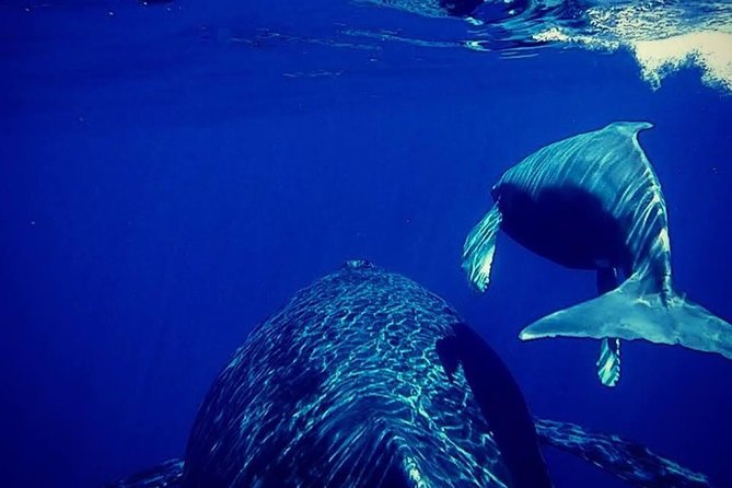 Whale Watch Excursion From the Big Island - Inclusions and Logistics
